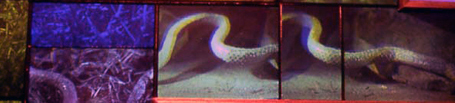 Gorglione's Hologram close-up of white snake from Mixed Metaphor 